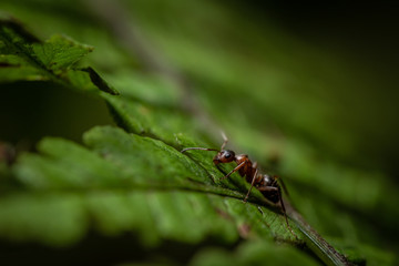 Closeup of red ant on a green leaf of fern