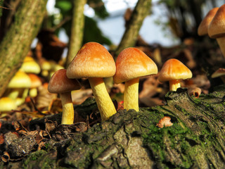 yellow mushroom 
