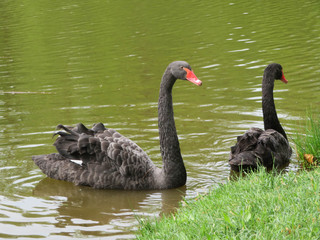 couple of black swans a a lake