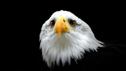 Portrait of a Bald Eagle (Haliaeetus Leucocephalus) isolated on a black background.