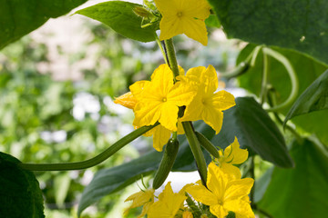 Floración en pepino