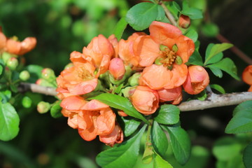  Bright flowers of henomeles (Japanese quince) decorate low shrubs in spring gardens