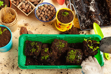 Plant transplantation process close up. Gardening accessories