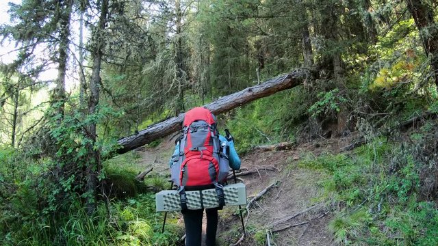 A girl hiking with a backpack and poles along a mountain path with large roots and fallen trees. Rear view. Special sportswear and equipment. 4k slow motion footage.