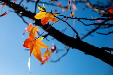 Orange autumn leaf on blue background