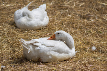Group of domestic geese sleeping or relaxing in summer sunlight, white farm birds animals on the ground in the grass