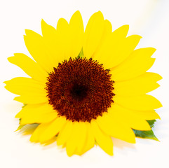 Fototapeta premium sunflower isolated on white background