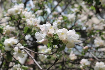  Blooming apple trees are very beautiful and smell great.