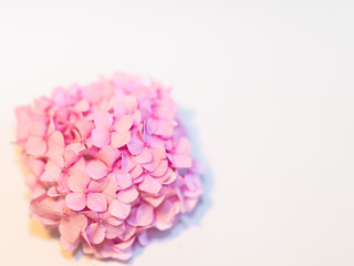 pink flower isolated on white background