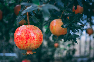 Ripe pomegranates on the tree branch.