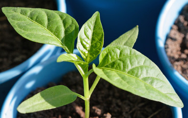 Seedling of pepper in a pot