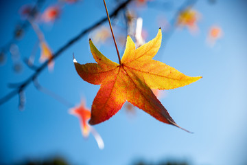 Orange autumn leaf on blue background