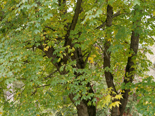 Grünes Blatt mit fünf Lappen von Roter Feldahorn Annae or Zoeschener Ahorn (Acer x neglectum...