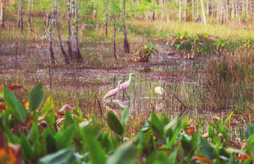 Birds in Florida
