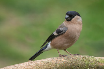 A close up portrait of a female bullfinch Pyrrhula pyrrhula, perched on a log looking left into...