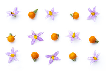 Purple flowers of tomatoes and  yellow tomatos isolated on a white background.