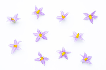 purple flowers of tomato isolated on white background.