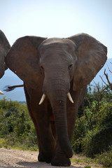 Fototapeta na wymiar Big elephant in South Africa