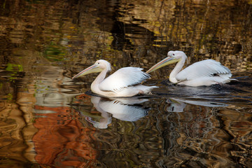 Great white pelican. Couple. It is a large Water Bird. The wingspan is up to 380 cm. the Bill is...