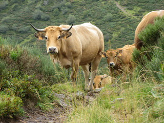 vache, veau, cantal, monts du cantal, bovin, auvergne, paysage, vert, arrière plan, montagne, troupeau, portrait, animal, nature, campagne, vache laitière, bétail, ferme, taureau, champ, brun, agricul