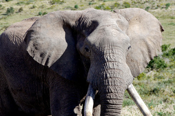 Big elephant in South Africa