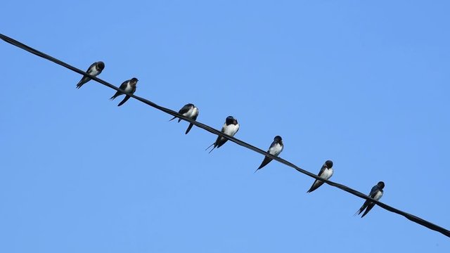 Many house swallow birds on electric wire.