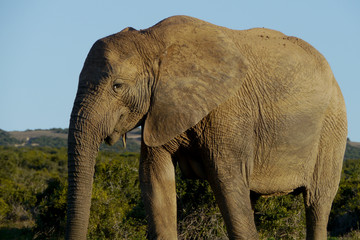 Big elephant in South Africa