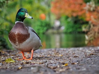 Mallard Duck