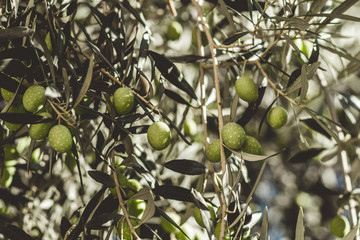 Ripe green olives on the tree.