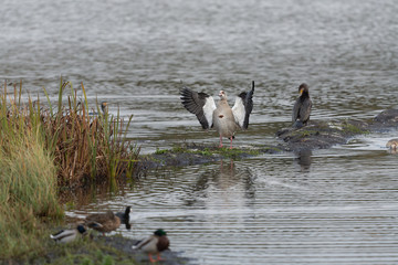 Nilgans schüttelt sich
