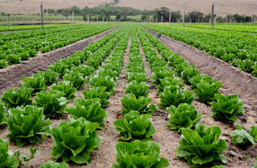 Rows of lettuce on an organic farm