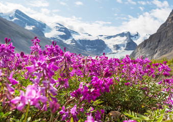 Obraz premium Mountains meadow