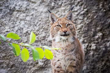 The Eurasian lynx.  The Eurasian lynx is the largest of all lynxes. Legs large well furred in winter, which allows the lynx to walk on the snow without sinking. On tinnitus long tassels.