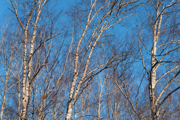 birch in the sky