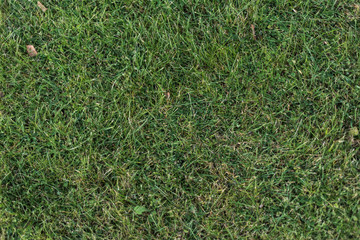 background of green grass