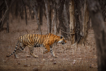 Amazing tiger in the nature habitat. Tiger pose during the golden light time. Wildlife scene with...