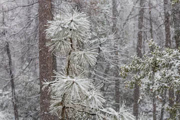 Türaufkleber Winter forest © Galyna Andrushko