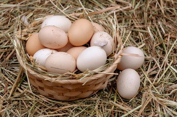 Basket with chicken eggs in the hay.
