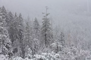 Rollo Winter forest © Galyna Andrushko