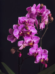Fototapeta na wymiar Purple Orchid flower with dark background