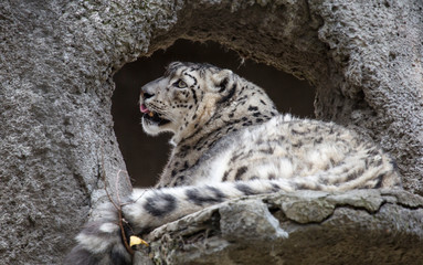 Snow leopard. It is a large predatory mammal of the cat family, living in the mountains of Central Asia. It is the pearl of the mountains. Snow leopard is a beautiful and unique animal.