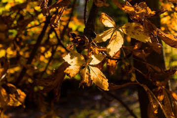 Park Konstytucji 3 Maja w Białymstoku, Jesień w parku, Białystok, Podlasie
