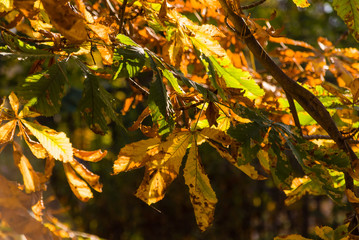 Park Konstytucji 3 Maja w Białymstoku, Jesień w parku, Białystok, Podlasie