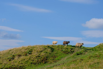 Three sheep in an alpine meadow on the horizon of different colors.