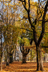 Fototapeta premium Park Konstytucji 3 Maja w Białymstoku, Jesień w parku, Białystok, Podlasie