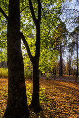 Park Konstytucji 3 Maja w Białymstoku, Jesień w parku, Białystok, Podlasie