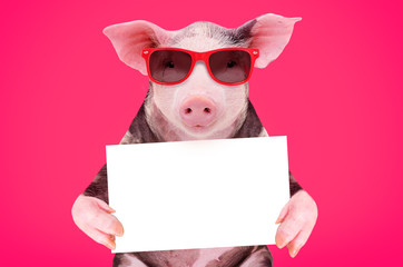 Portrait of a cute pig in sunglasses with a placard on pink background