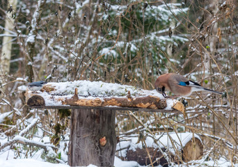 Jay on a feeding trough.