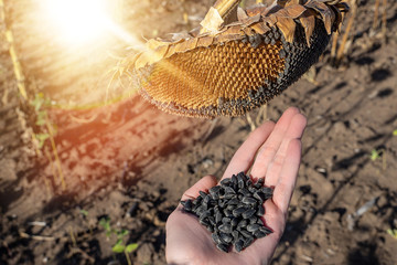 Sunflower seeds in hand close up against the background of blooming sunflowers. Closeup of sunflower seeds in the male hand in the foreground, in the background blooming sunflowers.