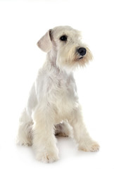 miniature schnauzer in studio